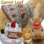 Carrot Leaf