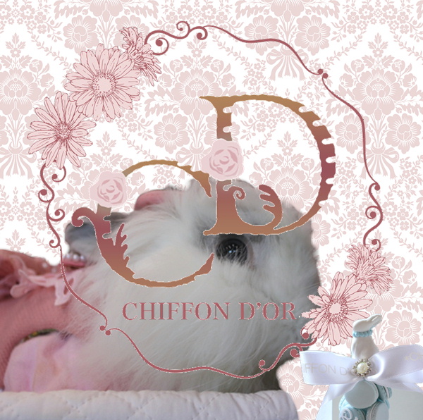 CHIFFON D’OR＜シフォンドール＞