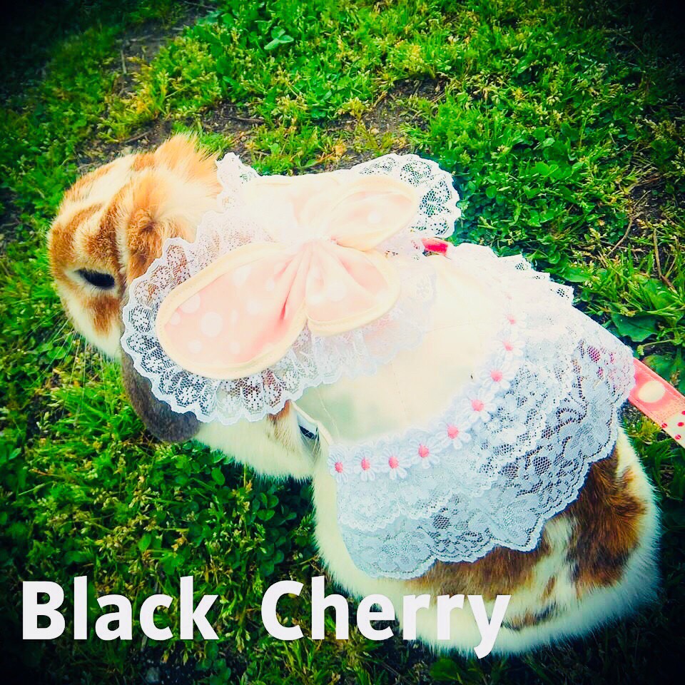 Black  Cherry