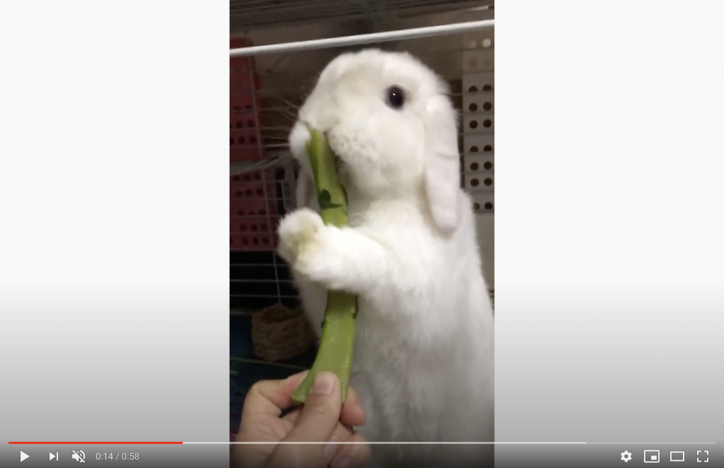 自慢動画コンテスト Webうさ
