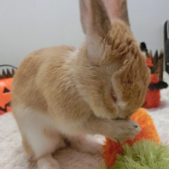うさちゃんの感謝状 Webうさ うさちゃんの感謝状 Webうさ