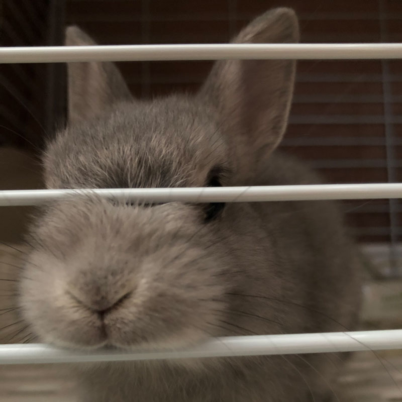 うさぎの感謝状 うさフェスタ21