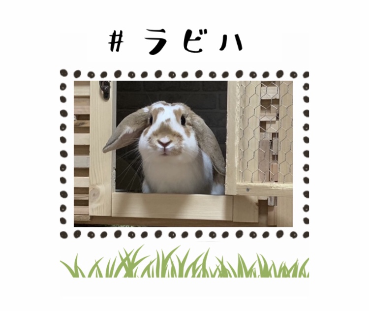 うさぎ作家 | webうさ2021